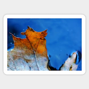 ​Torn Back Lit Maple Leaf in Water Sticker